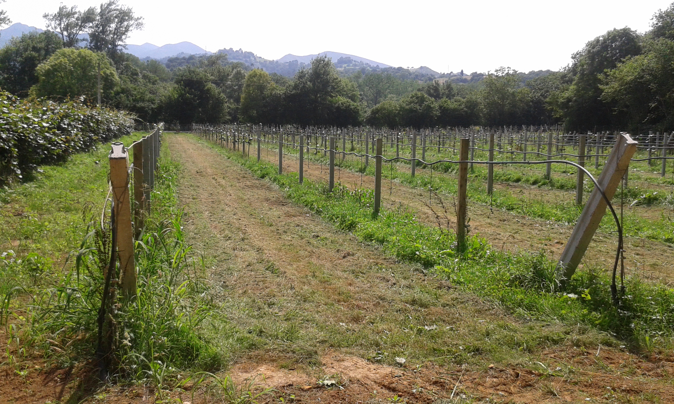 Plantación de kiwis.