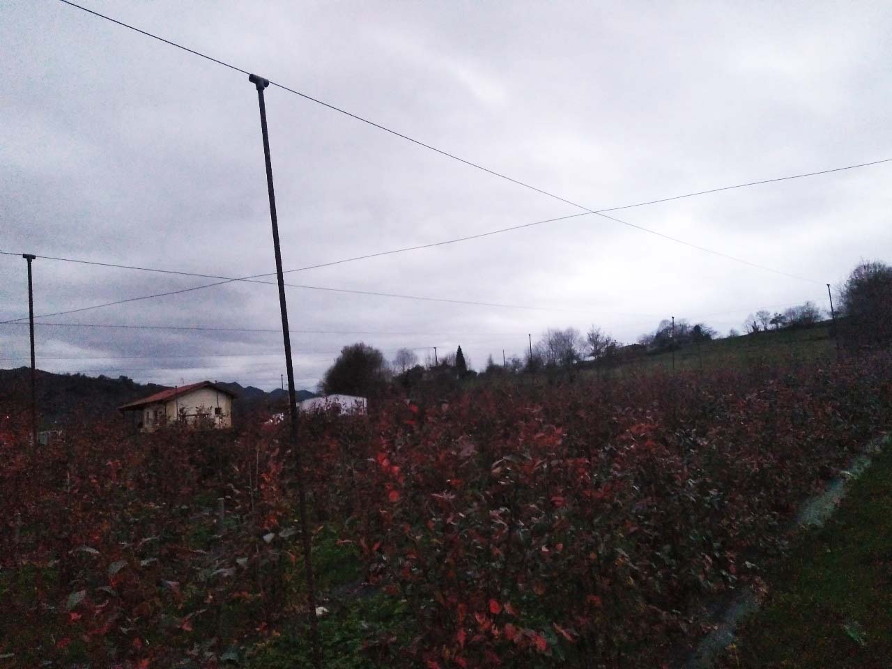 Plantación de arándanos con el entramado para sustentar la malla antigranizo.