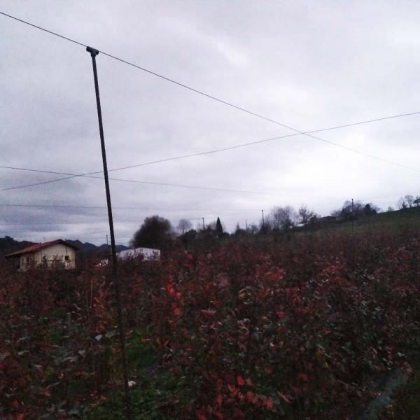 Plantación de arándanos con el entramado para sustentar la malla antigranizo.